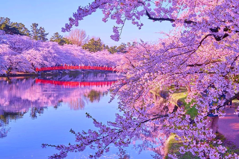Du lịch Nhật Bản mùa Hanami 2024 với "môn thể thao" thú vị - "săn" hoa anh đào- Ảnh 8.