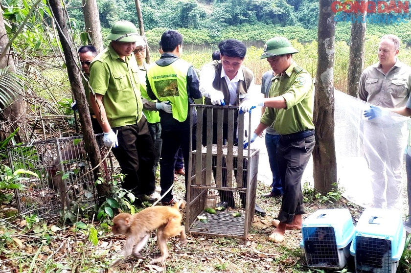 Tái thả 21 cá thể động vật hoang dã về Vườn quốc gia Vũ Quang- Ảnh 1.