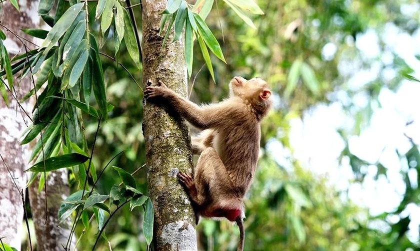 Tái thả 21 cá thể động vật hoang dã về Vườn quốc gia Vũ Quang- Ảnh 3.