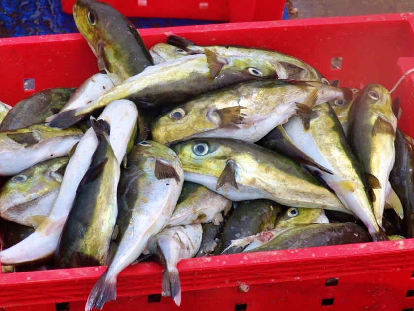 5 người ăn cá nóc tại Lý Sơn bị ngộ độc - Ảnh 1.