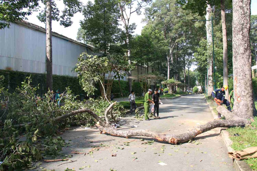 Làm rõ nguyên nhân vụ gãy nhánh cây xanh làm thương vong 5 người- Ảnh 1.