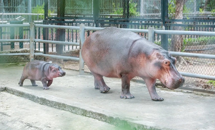 Mã Nam - tên gọi được chọn cho chú hà mã đầu tiên sinh ra tại Vườn thú Hà Nội - Ảnh 2.