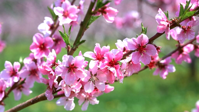 Thủ tướng đồng ý nghỉ Tết Bính Ngọ 9 ngày - Ảnh 1.