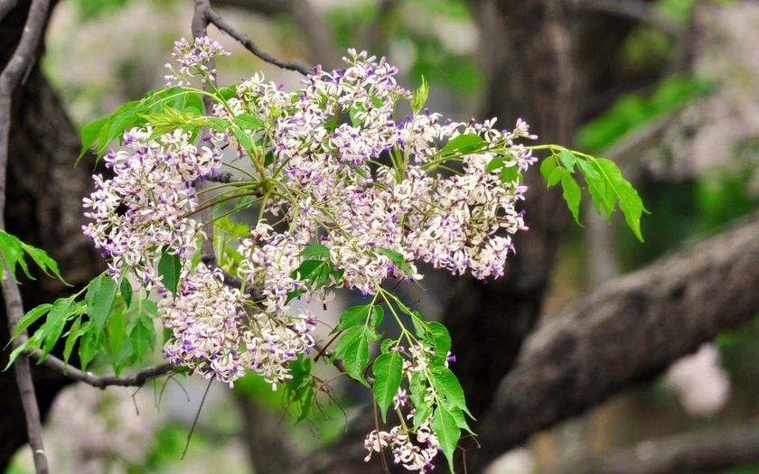 Hiện tượng nồm ẩm thường chỉ xuất hiện vào mùa xuân nhưng lại xuất hiện đầu đông tại Hà Nội. Ảnh minh hoạ: IT