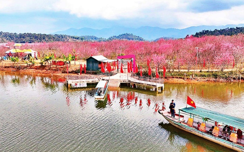 Việt Nam với các điểm săn hoa đào, hoa anh đào trong "cơn sốt" du lịch Đông Nam Á - Ảnh 4.