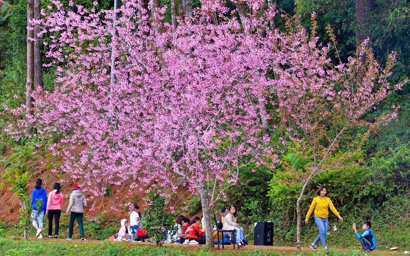 Việt Nam với các điểm săn hoa đào, hoa anh đào trong "cơn sốt" du lịch Đông Nam Á - Ảnh 2.