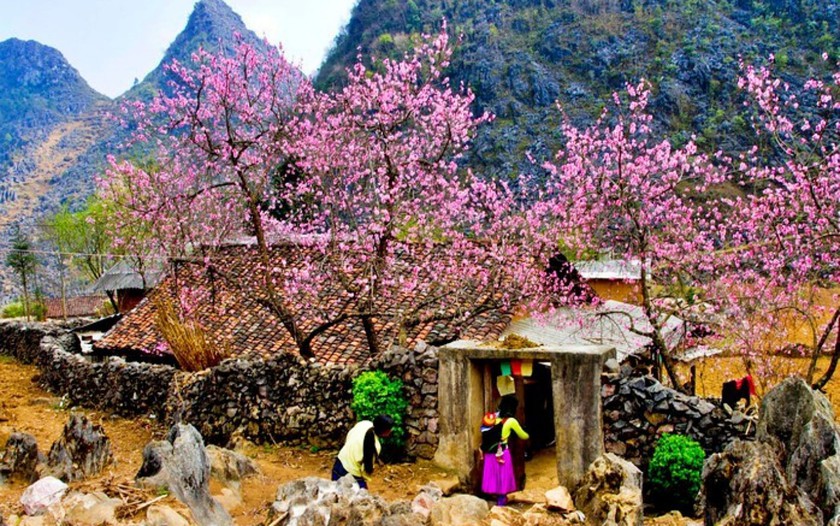 Việt Nam với các điểm săn hoa đào, hoa anh đào trong "cơn sốt" du lịch Đông Nam Á - Ảnh 3.