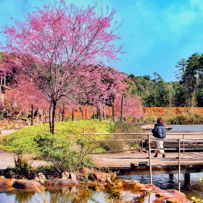 Việt Nam với các điểm săn hoa đào, hoa anh đào trong "cơn sốt" du lịch Đông Nam Á - Ảnh 1.