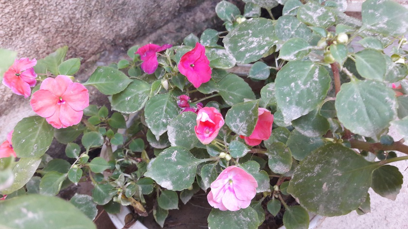 Khi lớp bùn theo nước lũ rửa trôi đi - Ảnh 8.