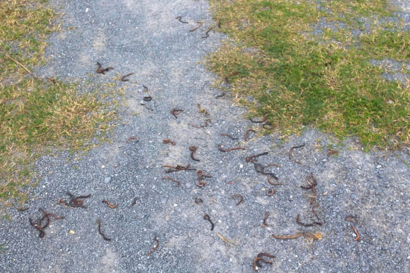 Nguy&ecirc;n nh&acirc;n vụ giun &ugrave;n &ugrave;n b&ograve; l&ecirc;n mặt đất rồi chết kh&ocirc;- Ảnh 1.