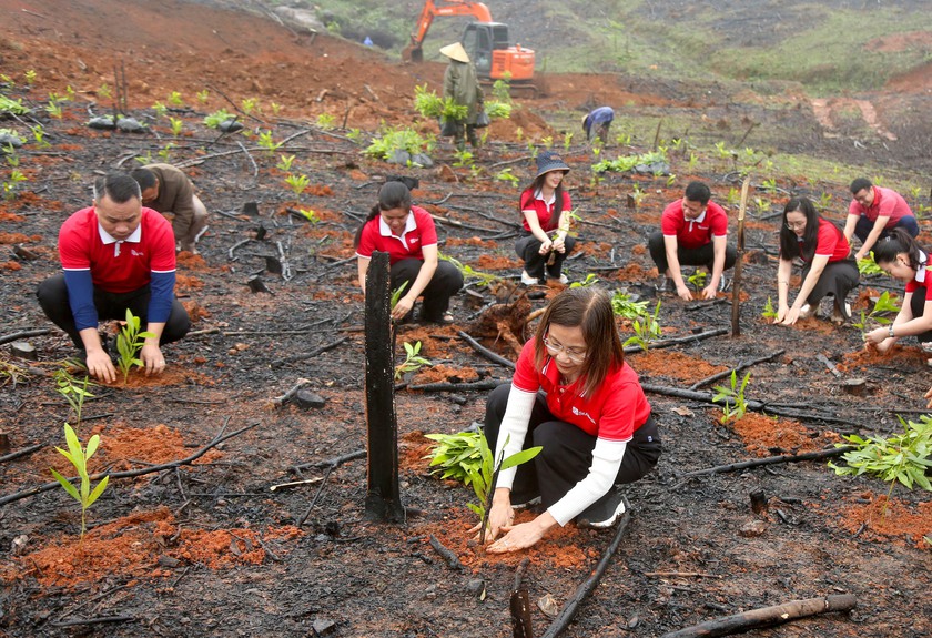 SeABank hỗ trợ trồng gần 671 ngh&igrave;n c&acirc;y xanh tại H&agrave; Tĩnh, vượt mục ti&ecirc;u 1 triệu c&acirc;y xanh- Ảnh 1.