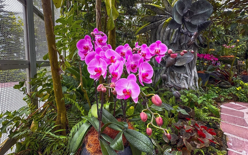 Những loài lan tuyệt đẹp trong National Orchid Gardens của Singapore - Ảnh 12.