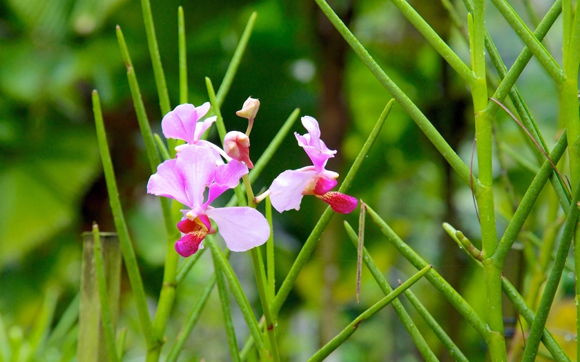 Những loài lan tuyệt đẹp trong National Orchid Gardens của Singapore - Ảnh 3.