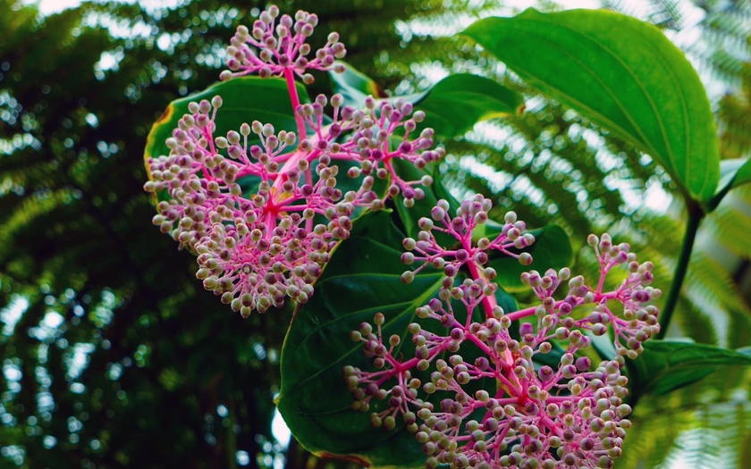 Những loài lan tuyệt đẹp trong National Orchid Gardens của Singapore - Ảnh 21.