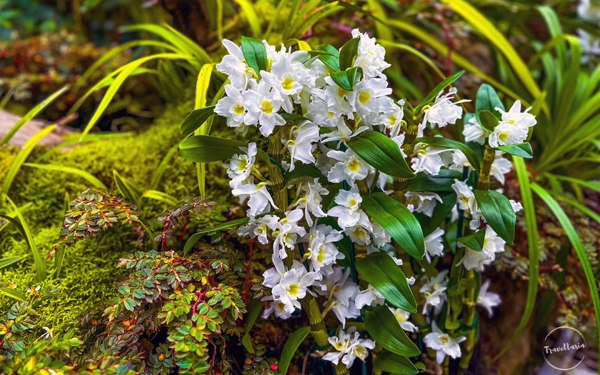 Những loài lan tuyệt đẹp trong National Orchid Gardens của Singapore - Ảnh 22.