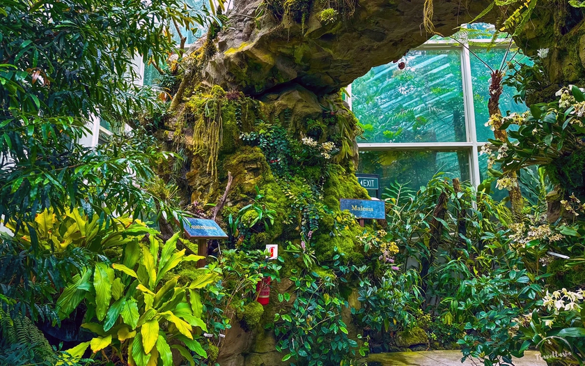 Những loài lan tuyệt đẹp trong National Orchid Gardens của Singapore - Ảnh 24.