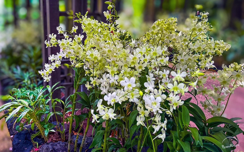 Những loài lan tuyệt đẹp trong National Orchid Gardens của Singapore - Ảnh 26.