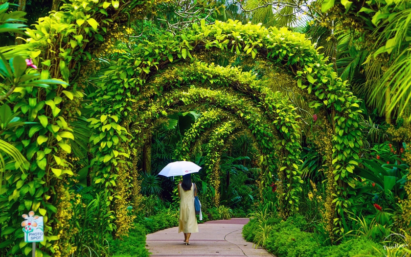 Những loài lan tuyệt đẹp trong National Orchid Gardens của Singapore - Ảnh 28.