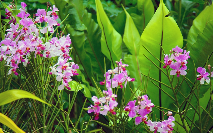 Những loài lan tuyệt đẹp trong National Orchid Gardens của Singapore - Ảnh 5.