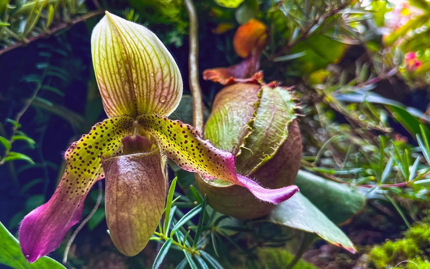 Những loài lan tuyệt đẹp trong National Orchid Gardens của Singapore - Ảnh 7.