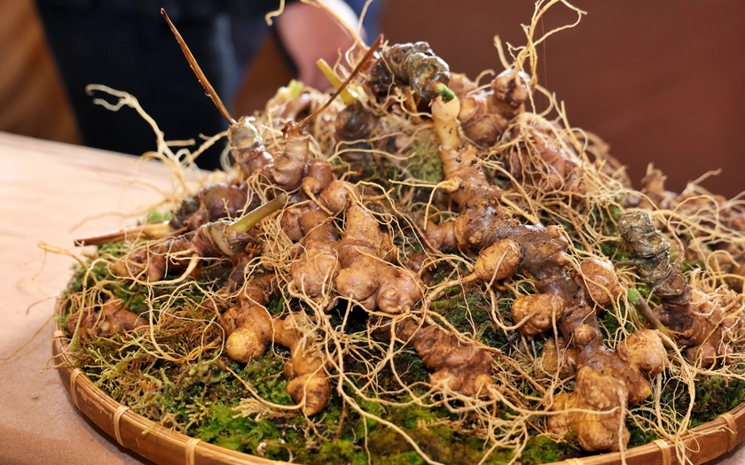 Sâm Ngọc Linh thực sự là cây chủ lực phát triển vùng dược liệu giá trị? - Ảnh 3.