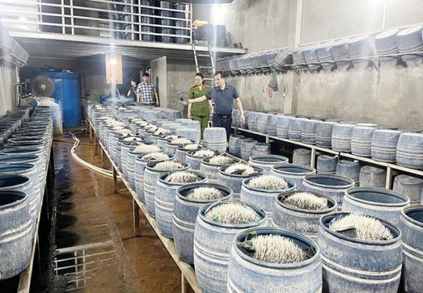 Lào Cai: Thu giữ 6,6 tấn giá đỗ ngâm ủ hóa chất độc hại- Ảnh 4. Lào Cai: Thu giữ 6,6 tấn giá đỗ ngâm ủ hóa chất độc hại- Ảnh 4.