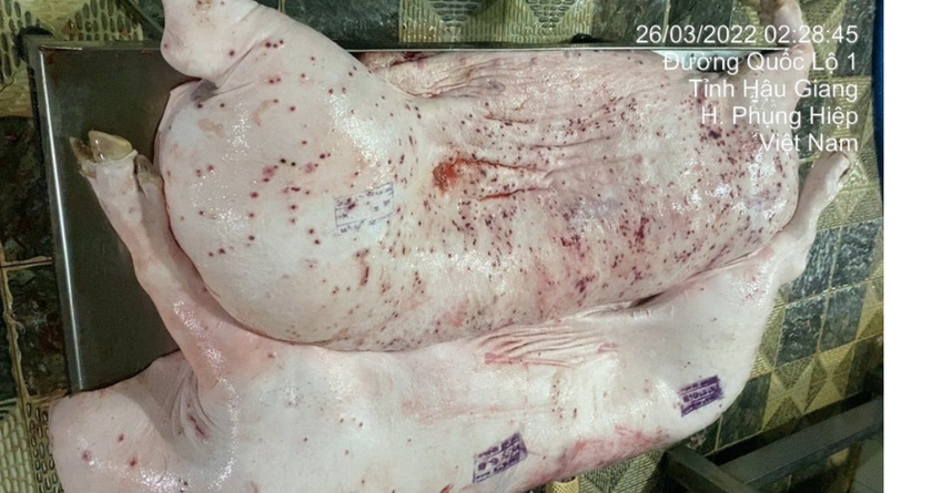 Sóc Trăng xác minh thông tin C.P Việt Nam bán thịt lợn, gà mắc bệnh - Ảnh 2.
