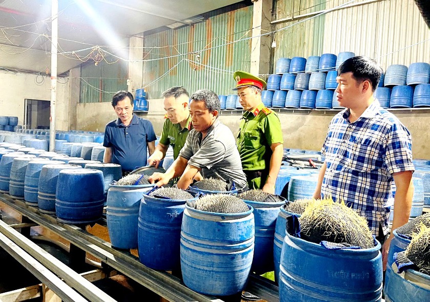 Lào Cai: Khởi tố 3 bị can sản xuất giá đỗ bằng hóa chất độc hại - Ảnh 3.