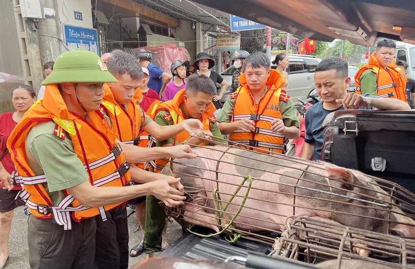 Chạy đua trong đêm lũ cứu đàn lợn 21 con vừa chào đời- Ảnh 9.