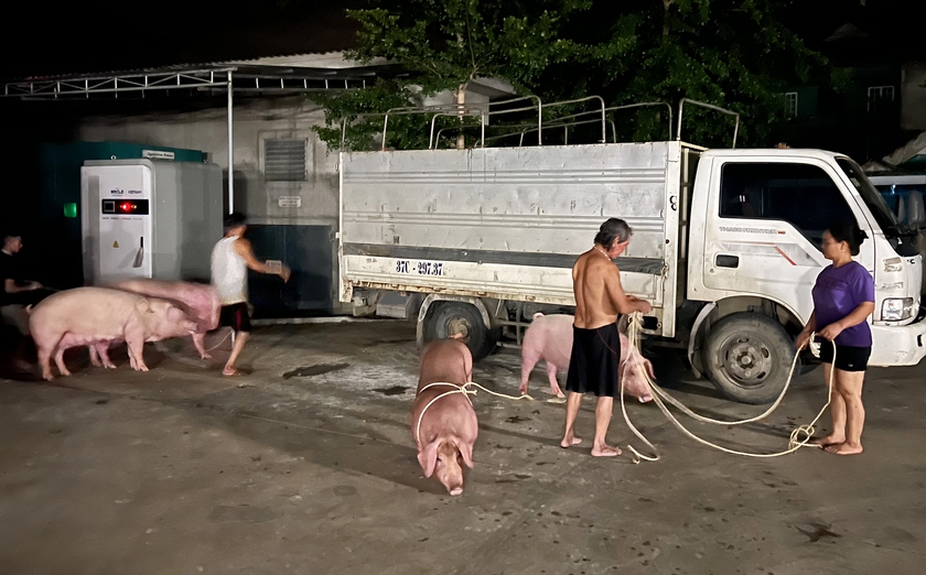 Chạy đua trong đêm lũ cứu đàn lợn 21 con vừa chào đời- Ảnh 2.
