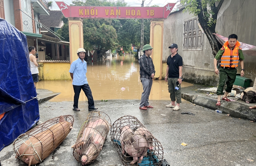 Chạy đua trong đêm lũ cứu đàn lợn 21 con vừa chào đời- Ảnh 6.