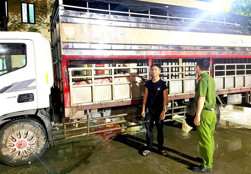 Thu giữ xe chở 5 con lợn dịch mang đi bán ở Lào Cai - Ảnh 1.