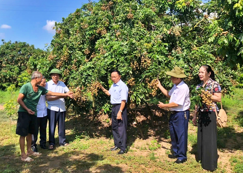 Tự học làm nông nghiệp - câu chuyện thoát nghèo từ vườn nhãn "cùi cổ" ở Tân Hưng - Ảnh 1.