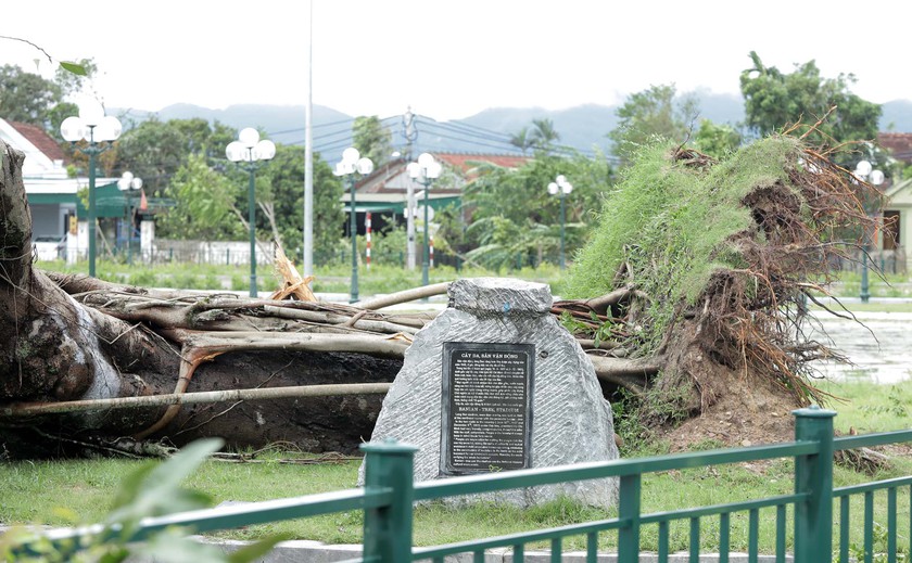 Chủ tịch Nghệ An kiểm tra 2 cây đa 'đặc biệt' ở Kim Liên bị bão quật ngã - Ảnh 2.