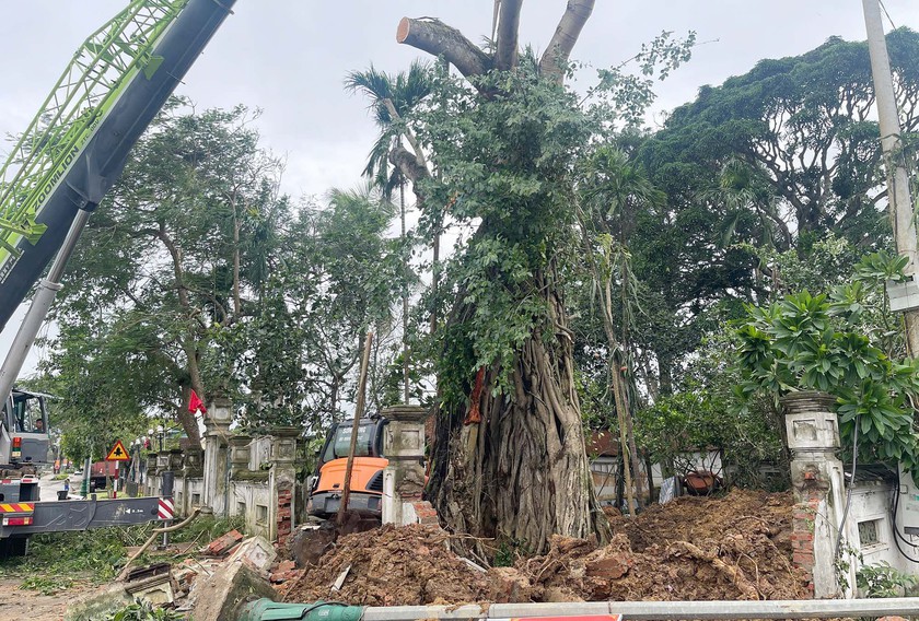 Dùng cẩu 100 tấn dựng lại cây đa hàng trăm năm tuổi bị bão quật ngã - Ảnh 5.
