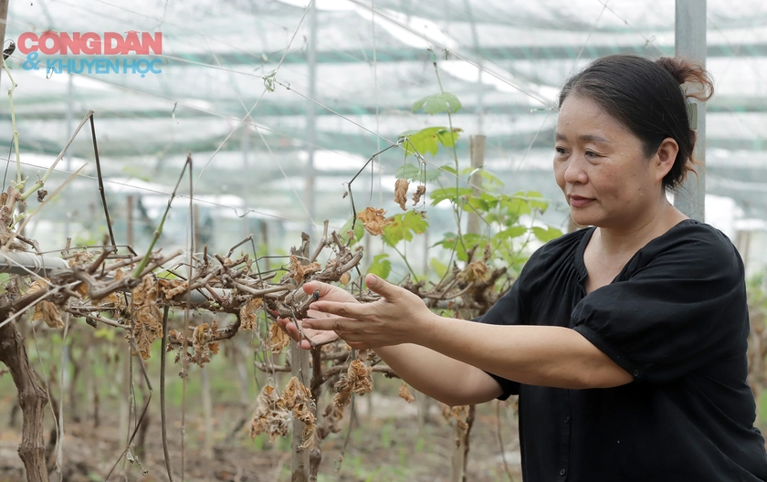 Chủ nhân xót xa trước hàng ngàn cây nho chết khô bên bờ sông Lam - Ảnh 1.