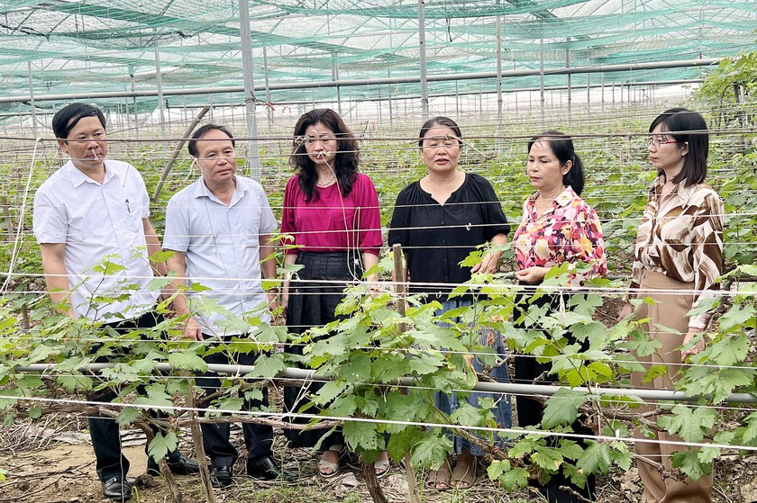 Chủ nhân xót xa trước hàng ngàn cây nho chết khô bên bờ sông Lam - Ảnh 3.