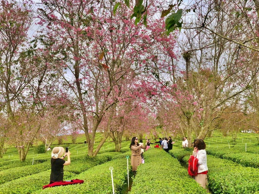 Khúc giao mùa Đà Lạt "săn" hoa mai anh đào nở sớm - Ảnh 1.