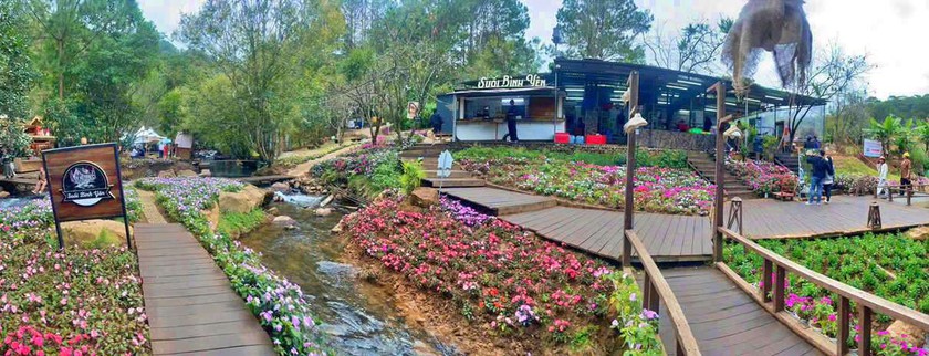 Khúc giao mùa Đà Lạt "săn" hoa mai anh đào nở sớm - Ảnh 5.