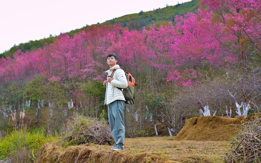 Hoa Tớ dày nở bung dịp Khai mạc Festival Khèn Mông 2026 - Ảnh 2.