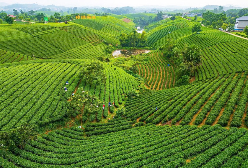 Th&aacute;i Nguy&ecirc;n sẵn s&agrave;ng cho Festival Tr&agrave; quốc tế 2026 - Ảnh 5.
