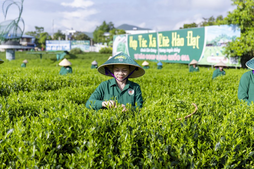 T&acirc;n Cương sẵn s&agrave;ng đ&oacute;n Festival Tr&agrave; Quốc tế - Th&aacute;i Nguy&ecirc;n 2026 - Ảnh 5.