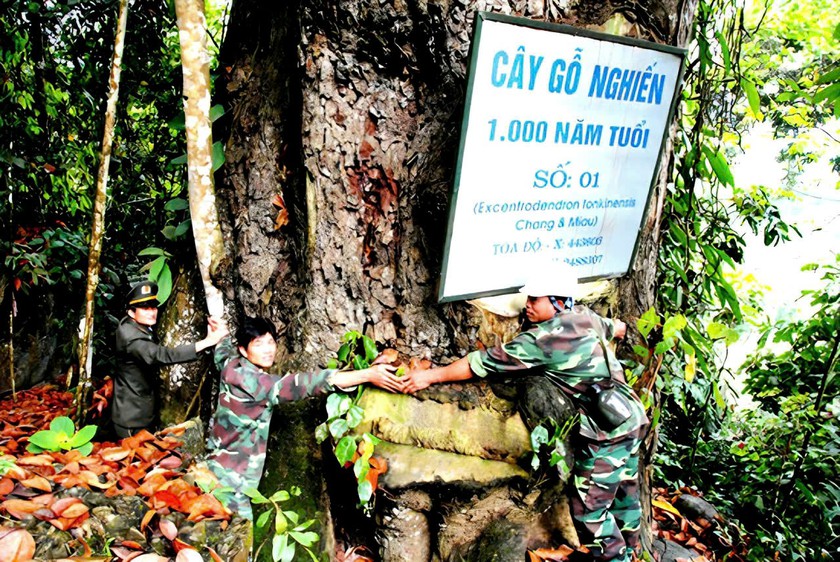 &ldquo;V&agrave;ng xanh&rdquo; tr&ecirc;n n&uacute;i đ&aacute; Cốc Ly  - Ảnh 4.