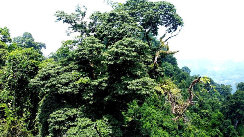 &ldquo;V&agrave;ng xanh&rdquo; tr&ecirc;n n&uacute;i đ&aacute; Cốc Ly  - Ảnh 3.