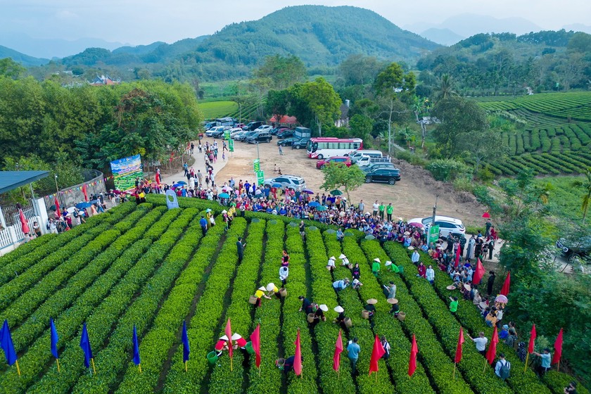 Từ những v&ugrave;ng ch&egrave;, lan tỏa kh&ocirc;ng kh&iacute; Festival Tr&agrave; Quốc tế - Th&aacute;i Nguy&ecirc;n 2026 - Ảnh 1.