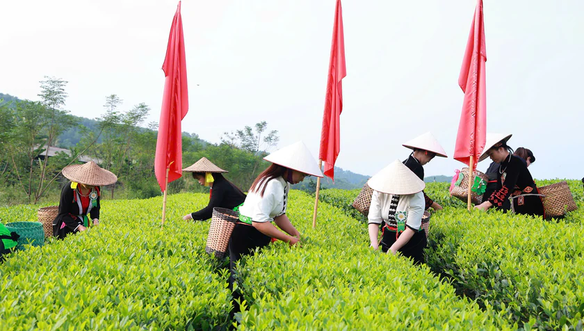 Từ những v&ugrave;ng ch&egrave;, lan tỏa kh&ocirc;ng kh&iacute; Festival Tr&agrave; Quốc tế - Th&aacute;i Nguy&ecirc;n 2026 - Ảnh 2.