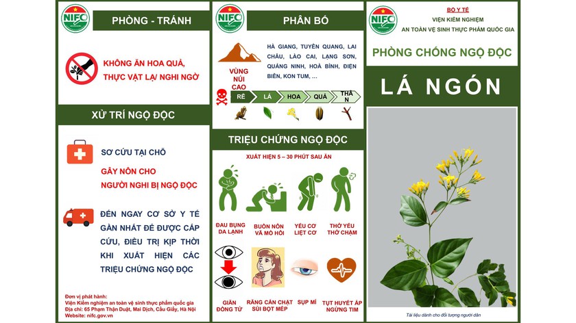 Ăn l&aacute; ng&oacute;n, 1 học sinh tử vong: Tuyệt đối kh&ocirc;ng ăn rau quả lạ - Ảnh 3.