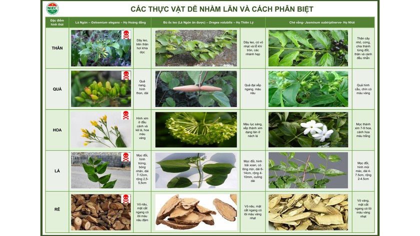 Ăn l&aacute; ng&oacute;n, 1 học sinh tử vong: Tuyệt đối kh&ocirc;ng ăn rau quả lạ - Ảnh 2.