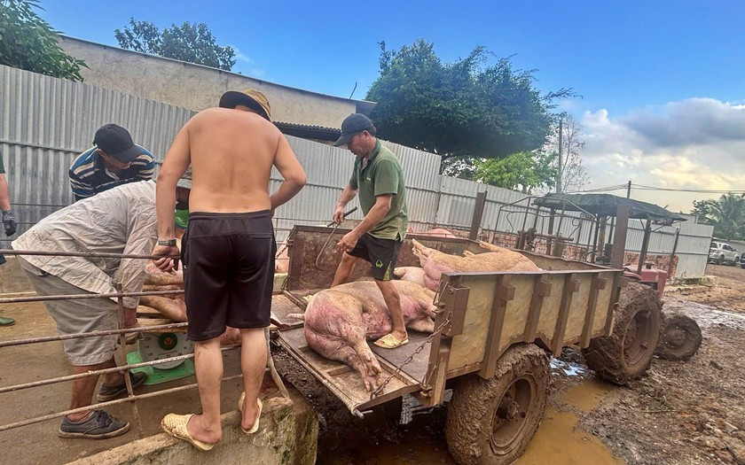 Triệt ph&aacute; đường d&acirc;y "vỗ b&eacute;o" heo bằng chất độc hại rồi b&aacute;n ra thị trường thu lợi 600 tỷ đồng - Ảnh 4.