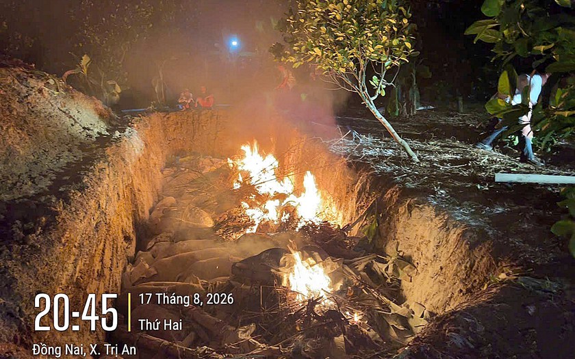 Triệt ph&aacute; đường d&acirc;y "vỗ b&eacute;o" heo bằng chất độc hại rồi b&aacute;n ra thị trường thu lợi 600 tỷ đồng - Ảnh 2.